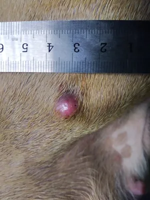 Гистиоцитома кожи собак | Ветеринарная клиника доктора Шубина