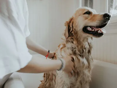 Саркома у собак: симптомы, лечение и прогнозы