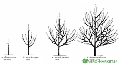 Весенняя омолаживающая обрезка абрикоса - Agro-Market24