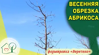 Весенняя обрезка абрикоса формировка Веретено - советы по обрезке абрикоса  Николай Николаев / Херсон | Абрикос, Советы