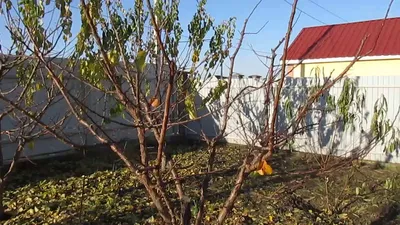ФОРМИРОВКА АБРИКОСА. Коротко об обрезке абрикоса с низкой кроной. - YouTube