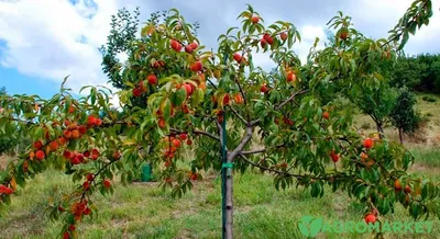 Омолаживающая обрезка персика - Agro-Market