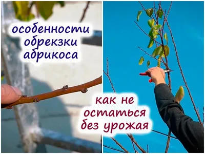 Правильная обрезка абрикоса – в чём отличие от обрезки семечковых культур?