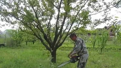 Обрезка абрикоса весной | Agroportal