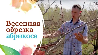 Как обрезать абрикос весной? - YouTube