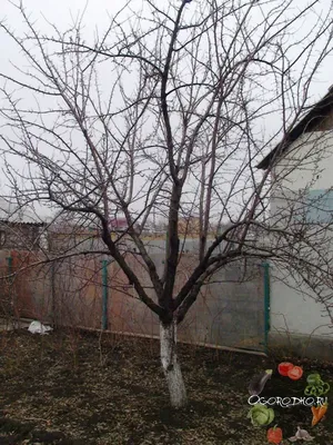 obrezka abrikosa | Абрикос, Сад, Дерево