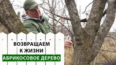 Вторая жизнь АБРИКОСА. Кардинальная ОМОЛАЖИВАЮЩАЯ ОБРЕЗКА - YouTube