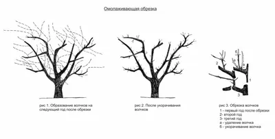 Обрезка абрикоса осенью: схема для начинающих, сроки, молодого, старого  абрикосового дерева, уход | Дерево, Уход, Тепличное садоводство