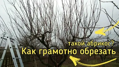 Обрезка абрикоса СТАРОГО, или как обрезать абрикос ЗАПУЩЕННЫЙ ГРАМОТНО . -  YouTube