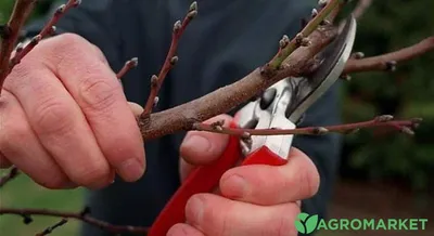 Весенняя омолаживающая обрезка абрикоса - Agro-Market