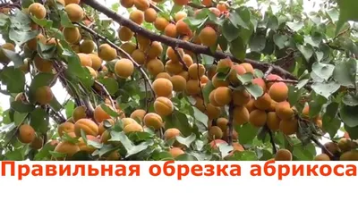 Обрезка абрикоса 1 год после посадки. Правильная обрезка абрикоса - YouTube