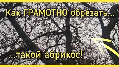 Как ПОНИЗИТЬ старый абрикос 30+ лет или как ОМОЛОДИТЬ абрикос старый  ГРАМОТНО? - YouTube