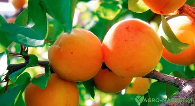 Весенняя омолаживающая обрезка абрикоса - Agro-Market24