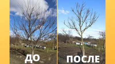 How to cut apricot | Tree pruning - YouTube