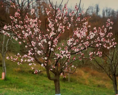Как правильно обрезать абрикос?. Увлекательный контент в ОК | Fruit trees,  Apricot tree, Shade trees