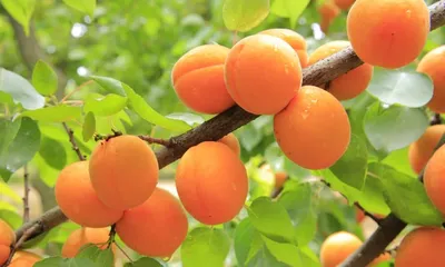 Абрикос 'Жигулевский сувенир' | Купить саженцы по выгодной цене с доставкой  в питомнике Алексеевская Дубрава