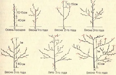 Как обрезать абрикос весной (14 фото): весенная обрезка молодого дерева, в  мае, видео, пошаговая схема для начинающих