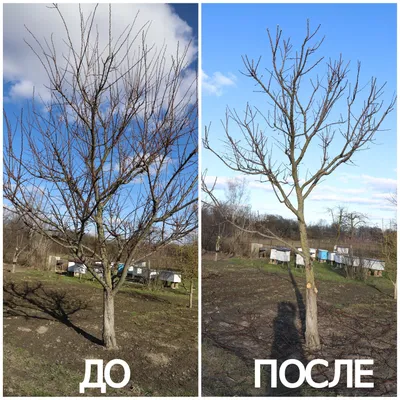 Как обрезать абрикос | Обрезка деревьев | Абрикос, Дерево, Ствол дерева