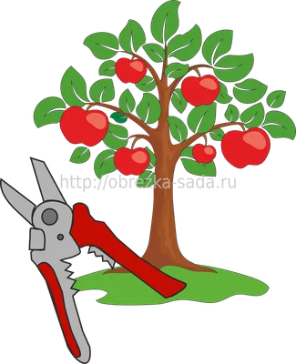Обрезка абрикоса. Услуги агрономов.