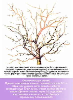 Обрезка абрикоса: цели процедуры, правила, схемы формирования кроны, уход  после