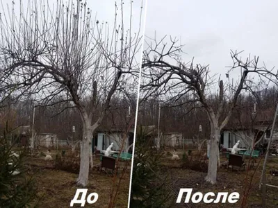 Правильный уход за абрикосом
