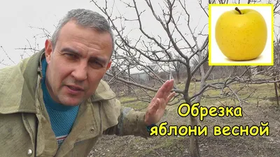 Обрезка яблони весной | Огород, Сад, Помидоры