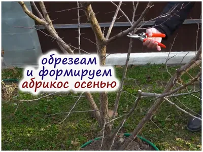 Как формировать и обрезать абрикос – советы по обрезке