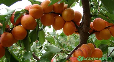 Весенняя омолаживающая обрезка абрикоса - Agro-Market