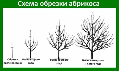Обрезка и уход за абрикосом Айсберг