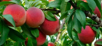 Обрезка персика весной. 🍑 Как правильно обрезать и не навредить дереву. ✓  Блог СпилКурск.ПРО