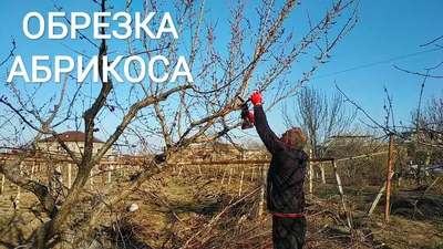 Весенняя омолаживающая обрезка абрикоса - Agro-Market
