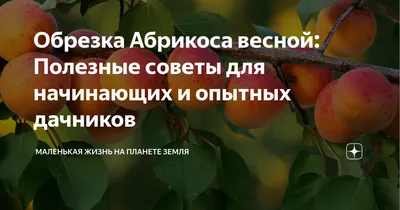 ОБРЕЗКА АБРИКОСА НА ДОМАШНЕМ УЧАСТКЕ 2022 | The creator, Development