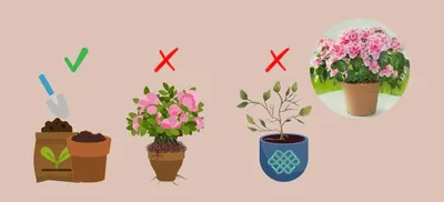Как ухаживать за азалией после цветения: особенности растения
