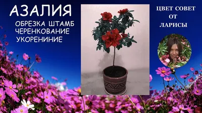 Пересадка комнатной Азалии после покупки, цветения в домашних условиях  Вдохновение - Lechuza.Moscow