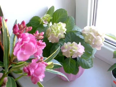 Комнатное растение Азалия белая купить в Екатеринбурге