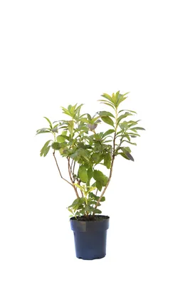 Растения для дома : Бонсай азалия цветущая \"Рододендрон\"