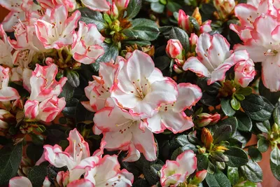 Азалия тёмно-розовая ⌀14 купить в Москве с доставкой | Магазин растений  Bloom Story (Блум Стори)