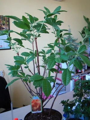 Бонсай Азалия цветущая Рододендрон