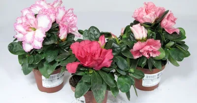 Азалия в терракоте купить в Москве с доставкой | Магазин растений Bloom  Story (Блум Стори)
