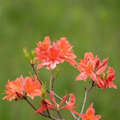 Растение красивых женщин, цветок азалия - IVONA.UA
