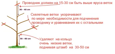 Весенняя обрезка деревьев, обрезка яблони весной, обрезка вишни и сливы  весной
