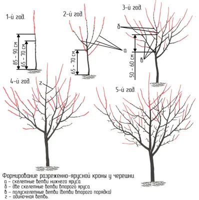 Вишня-посадка, выращивание, уход - Флора Питомник - плодовый и садовый  питомник растений, продажа саженцев и рассады на весну 2021