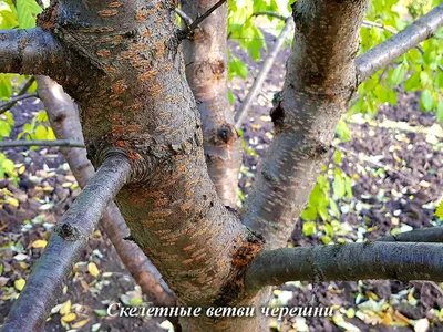 Обрезка вишни осенью для начинающих в картинках (49 фото) - 49 фото