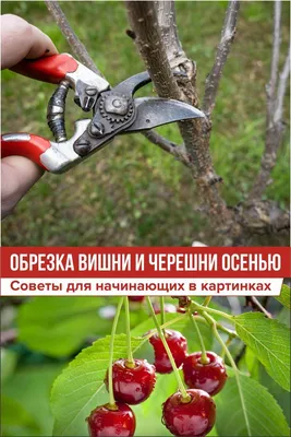 Когда и как обрезать черешню осенью Когда и как обрезать черешню осенью