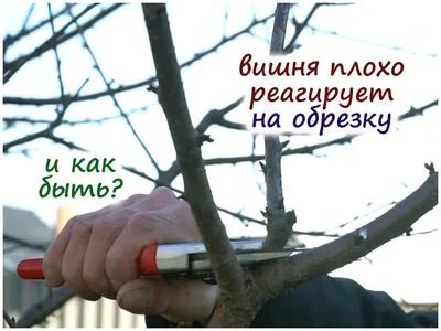 Чтобы созревший на верхушке урожай не достался птицам, черешня требует  обрезки и формировки