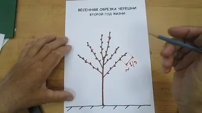 Когда и как обрезать черешню осенью Когда и как обрезать черешню осенью
