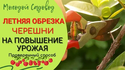 Обрезка вишни весной: для молодых, плодоносящих и запущенных деревьев