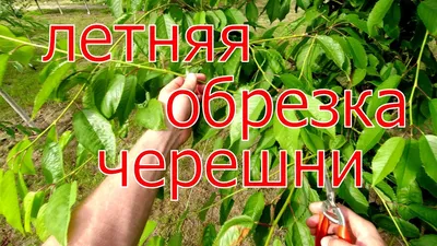 Обновление кроны вишни и черешни - советы покупателям