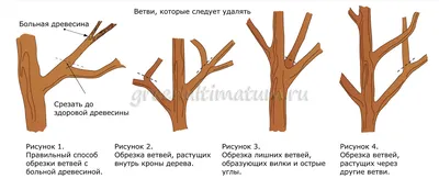 Обрезка деревьев весной фото