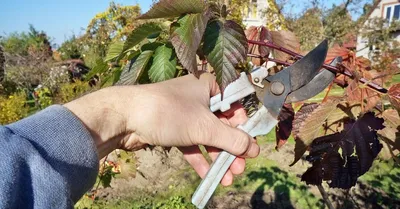 Обрезка ежевики осенью: полезные советы для начинающих садоводов | В саду  (Огород.ru)